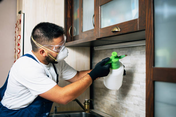 Best Wasp Removal Services  in Mountain Park, GA