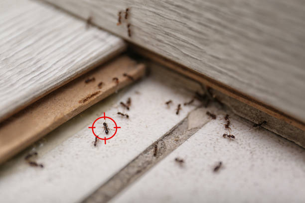 Insect Control in Mountain Park, GA