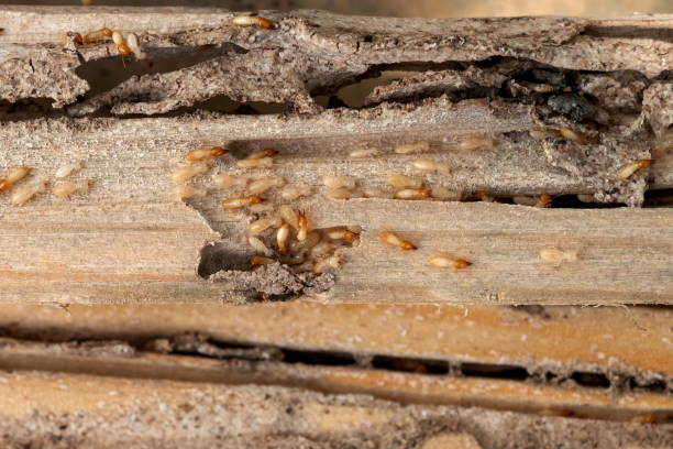 Best Residential Pest Control  in Mountain Park, GA