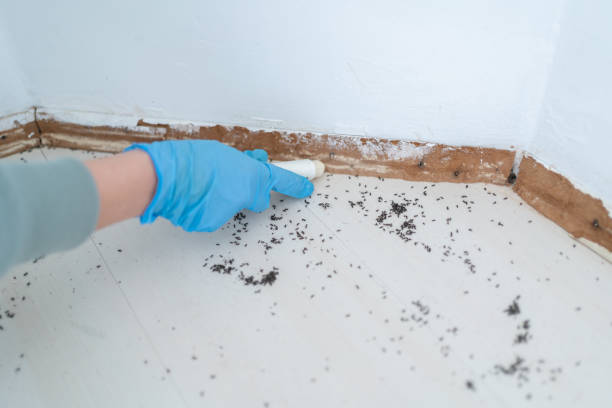 Wasp Removal Services in Mountain Park, GA