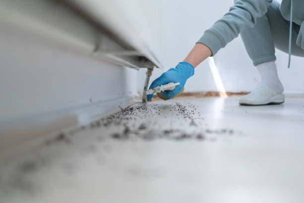 Wasp Removal Services in Mountain Park, GA
